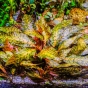 Cryptocoryne nurii