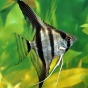Pterophyllum scalare (Żaglowiec skalar)