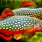 Razbora galaxy - Danio margaritatus