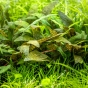 Cryptocoryne purpurea (Kryptokoryna marmurkowa)