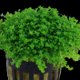 Hemianthus callitrichoides Cuba