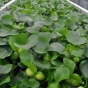 Eichhornia crassipes