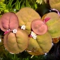 Phyllanthus fluitans