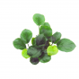 Anubias barteri Coin leaf (Anubias okrągłolistny)