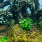 Anubias barteri Mini Coin