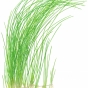 Eleocharis montevidensis