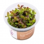 Bacopa salzmannii Purple