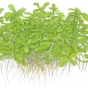 Bacopa compact