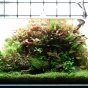 [ADAview] W60cm Nature Aquarium Layout