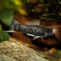 Mieczyk czarny - Xiphophorus hellerii BLACK