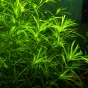 Najas guadalupensis 'Guppy grass' (Najas mały)