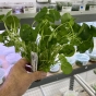 Hydrocotyle verticillata