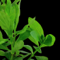 Hygrophila polysperma