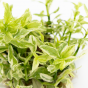 Hygrophila polysperma White