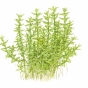 Gratiola viscidula