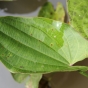 Echinodorus macrophyllus (Żabienica wielkolistna)