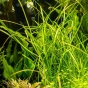 Sagittaria subulata Needle Leaf (Strzałka wąskolistna)