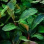 Bucephalandra maya