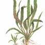 Cryptocoryne albida brown