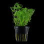 Limnophila aquatica
