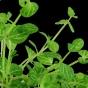 Lindernia rotundifolia