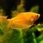 Gurami złote - Trichogaster trichopterus Gold