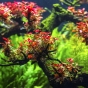Ludwigia mini sp. super red