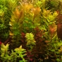 Rotala Tulunadensis