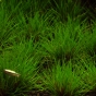 Eriocaulon Australia Red