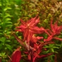 Rotala macrandra 'Variegated'