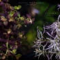 Zestaw 3 odmian Ludwigia Meta, Rotala Florida, Bacopa Purple