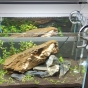 020l - Mini M -  anubias81