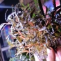 Bucephalandra Catherine Szczepki XXL.