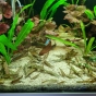 Cryptocoryna