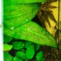 Echinodorus bleheri