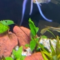 Kryptokoryna viridifolia-problem:(