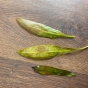 Pomocy