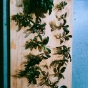 Bucephalandry mix