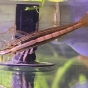 054l - Corydoras Oasis - Pescado