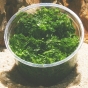 Sprzedam limnophila sessiliflora (in_vitro) puszka 5cm