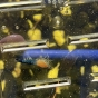 Krewetki Blue Velvet - ile sztuk do krewetkarium 25l?