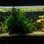 Akwarium 200L zielenice