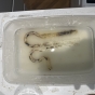 Mini M Opti White Zestaw Gliwce