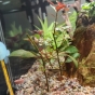 Ludwigia Repens Rubin - przycinanie