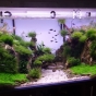 Paludarium 300l obsada i rośliny