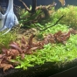 Dziury w raineckii mini i staurogyne repens