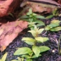 Staurogene repens przebarwienia żółte i słaby wzrost