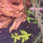 Staurogene repens przebarwienia żółte i słaby wzrost