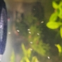 Plaga małych białych robaczków