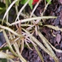 Ludwigia repens Rubin